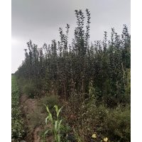 長(zhǎng)期供應(yīng)西府海棠。