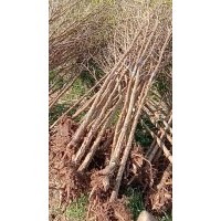 臨沂興旺苗木繁育合作社供應l流蘇苗1--5公分