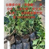 超低價出售各苗木 草花 宿根系