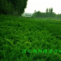 營養杯沙地柏