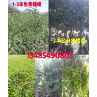 本人供應二年生丁香小苗，一年生刺槐苗，1-3年生紫穗槐，3-4公分