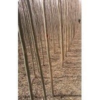 低價(jià)處理垂暴109（無(wú)絮垂柳）