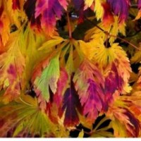 舞孔雀紅楓苗 日本紅楓 樹苗紅楓樹小苗紅楓小苗紅楓苗 紅楓