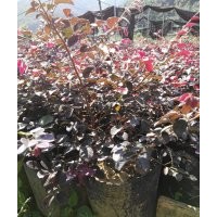 紅花繼木