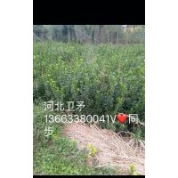 衛矛，金葉女貞