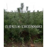 白皮松，1米白皮松，白皮松價格，白皮松基地