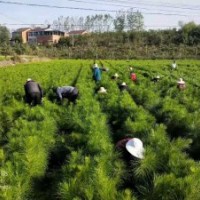 2年生50-80cm濕地松苗供應 價格實惠_隨州希望苗圃