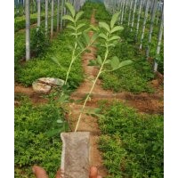 中天玫瑰5*9缽，兩年生，高90，大量有貨