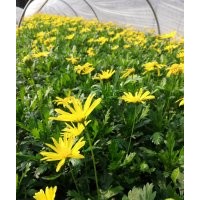 木春菊苗子批發基地 木春菊工程苗木