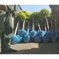 金葉榆，叢生金葉榆