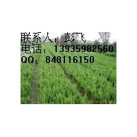 供應油松苗