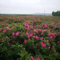 山東玫瑰基地直供中天四季玫瑰各種高度分枝地苗營養缽苗大小苗