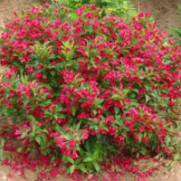 錦帶花