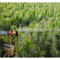 【濕地松】各規格濕地松杯苗，濕地松小苗供應