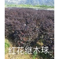 紅葉石楠，金邊黃楊，海桐，金森女貞，香樟樹，桂花樹，樸樹，烏