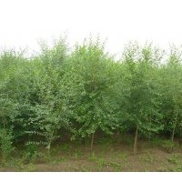 大量供應；白榆、榆樹、刺槐、香花槐