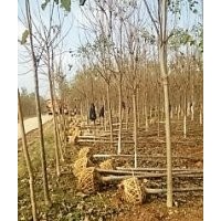 出售養冠楸樹6-11公分量大