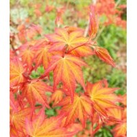正宗日本紅楓橙之夢 黃金楓樹苗 日本紅楓小苗 日本紅楓 橙之夢
