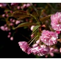 速生中華晚櫻 速生櫻花小苗 中華晚櫻樹苗供應批發采購