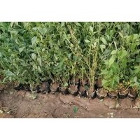 棣棠，珍珠梅，紅潤(rùn)木，紅王子錦帶，東北連翹，迎春花