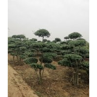 平枝栒子，水栒子，太平花，天目瓊花，東北連翹