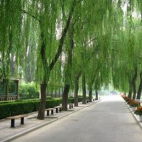 基地供應綠化苗木柳樹苗工程綠化柳樹苗