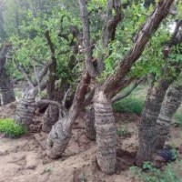 現挖棗樹高掛果率苗木