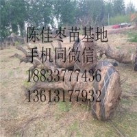 名貴綠化棗樹花卉苗木批發
