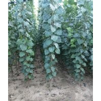大量供應107速生楊2-15公分