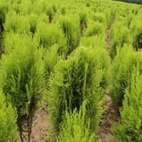 灑金柏綠化工程苗價格