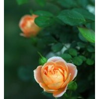 綠化工程用月季花苗批發(fā) 量大價(jià)格優(yōu)惠