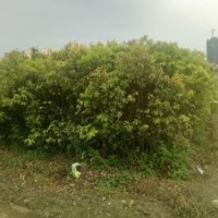香樟樹(shù)地苗