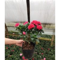 比利時杜鵑批發基地價格