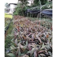 亮葉朱蕉 基地現貨直銷 精品推薦 成活率高