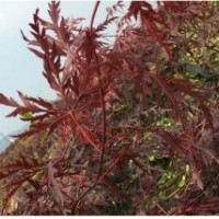園林綠花苗木庭院植物花卉日本紅楓石榴紅羽毛楓樹苗稻葉紅羽毛楓