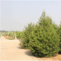 2米白皮松，山西2米白皮松，2米白皮松價格