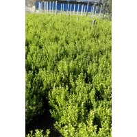 供應80cm一100cm衛(wèi)矛1萬株，60cm小葉黃楊4000株冠25cm