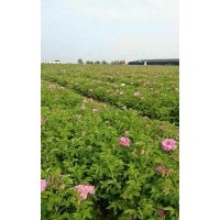 玫瑰育苗基地大田四季玫瑰苗供應一手貨源綠化苗木
