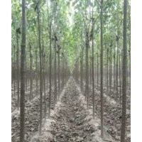 種楸樹我們更專業5-6公分楸樹大量出售