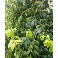 供金葉女貞（金森女貞）營(yíng)養(yǎng)杯苗，紅葉石楠營(yíng)養(yǎng)杯苗