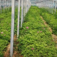 中天玫瑰5*9缽，20公分，大量有貨