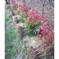 南天竹、紅花繼木、各種色塊苗100萬供應