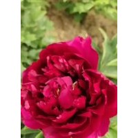 牡丹，牡丹苗，觀賞牡丹，芍藥，觀賞芍藥