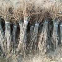 大量供應紫穗槐