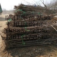 各種規格棗樹果苗