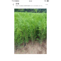 大量供應樟子松大小苗800萬株，各種大小葡萄苗500萬株，各種規格