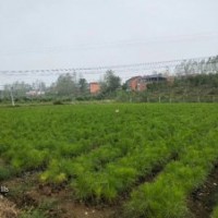大冶市濕地松供應 丹江口市濕地松供應