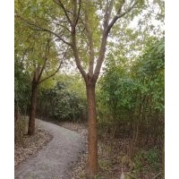 南通自家農莊搬遷處理香樟，石楠，女貞，瓜子黃楊，四季桂，水杉