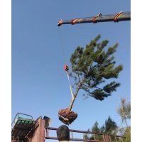 供應側柏黑松油松