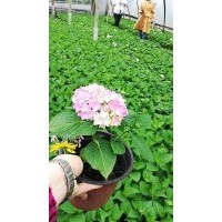 無盡夏杯苗批發基地 繡球花小苗價格